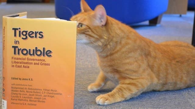 University's three-legged cat 'relieves exam stress'
